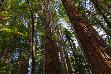 Redwood forest in the tourist town of Rotorua, New Zealand