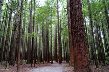 Redwood forest in the tourist town of Rotorua, New Zealand