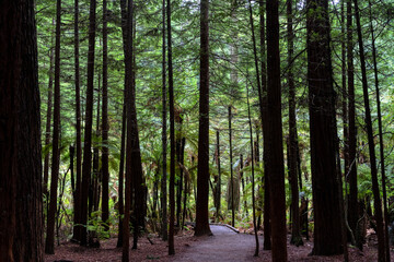 Redwood forest in the tourist town of Rotorua, New Zealand
