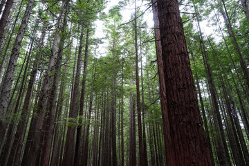 Fototapeta na wymiar Redwood forest in the tourist town of Rotorua, New Zealand