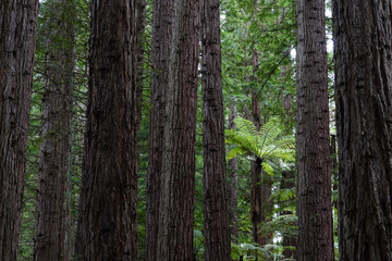 Redwood forest in the tourist town of Rotorua, New Zealand