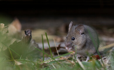 The wood mouse (Apodemus sylvaticus)