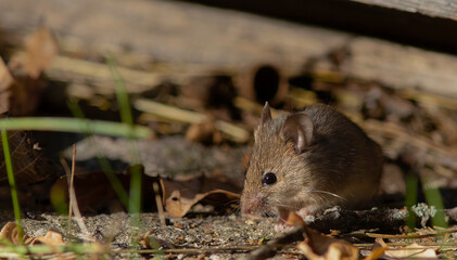 The wood mouse (Apodemus sylvaticus)