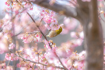 Cherry Blossom at spring in Japan