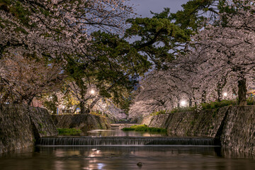 Fototapeta na wymiar Cherry Blossom at spring in Japan