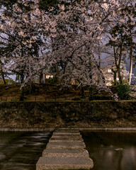 Cherry Blossom at spring in Japan