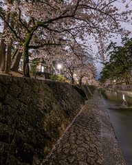 Cherry Blossom at spring in Japan