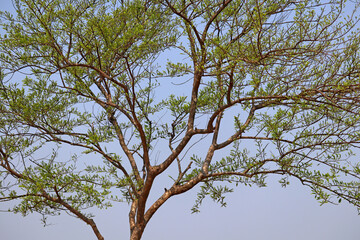 The texture of leaves, Trees branches view with clear sky. Beautiful topical fresh view, nature background or texture