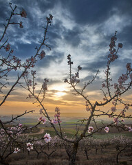 Flower trees in the way