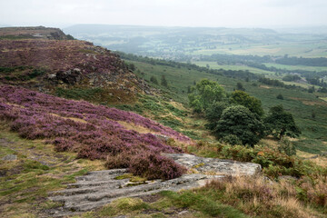 Fototapeta na wymiar Beautiful landscape image of late Summer vibrant heather at Curbar Edge in Peak District National Park in England