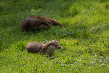 Lovely portrait of otter Mustelidae Lutrinae in Summer sunlight on lush grass