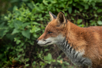 Stunning vibrant portrait of Red Fox Vulpes Vulpes with lush green background