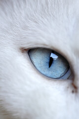 Eyes of Cat © kimberrywood
