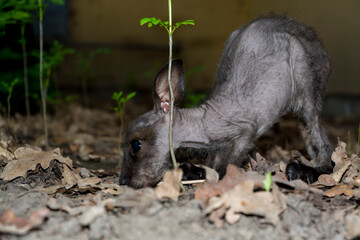 Red-necked wallaby baby is on the ground © belizar