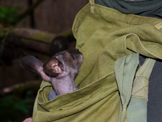 Red-necked wallaby baby in a bag of a zookeeper
