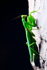 A pregnant mantis is laying eggs