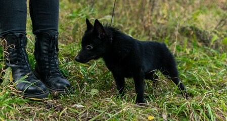 щенок породы шипперке гуляющий на берегу реки
a schipperke puppy walking on the riverbank
