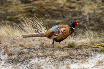 common pheasant on the meadow in the natural reserve of Amrum, Northern Germany