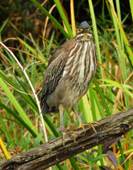 a green heron perched on a log in the lower platte river near honor, in the upper peninsula of  michigan,  during a  fall canoe trip