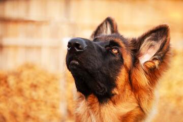 Portrait of a young German shepherd dog.