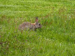 European rabbit, Common rabbit, Oryctolagus cuniculus sitting on a meadow in the village of Nebel in Amrum, Germany