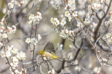 Plum and Warbling white-eye at early spring in Japan
