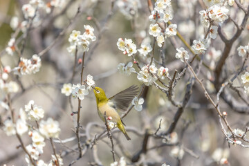 Plum and Warbling white-eye at early spring in Japan