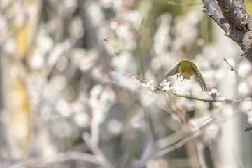 Plum and Warbling white-eye at early spring in Japan