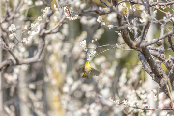 Plum and Warbling white-eye at early spring in Japan