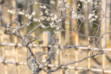 Plum and Warbling white-eye at early spring in Japan