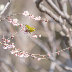 Plum and Warbling white-eye at early spring in Japan