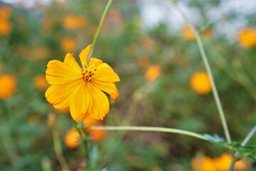 キバナコスモス群生
