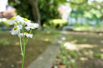 公園に咲く白いヒナギク