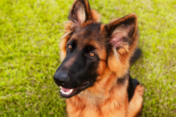 Portrait of a young German shepherd dog.