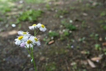 公園に咲く白いヒナギク
