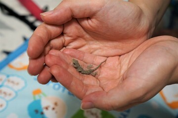 家に迷い込んだトカゲの赤ちゃん