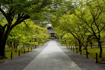 Fresh Green at early summer in Kyoto,Japan