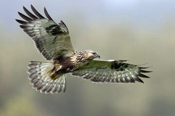 Rough-legged buzzard (Buteo lagopus) - obrazy, fototapety, plakaty