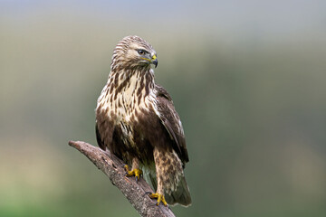Rough-legged buzzard (Buteo lagopus)