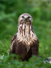 Rough-legged buzzard (Buteo lagopus) in its natural enviroment