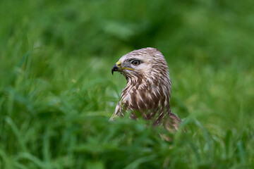 Rough-legged buzzard (Buteo lagopus)