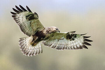 Rough-legged buzzard (Buteo lagopus)