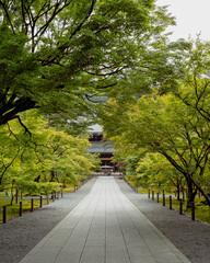 Fresh Green at early summer in Kyoto,Japan