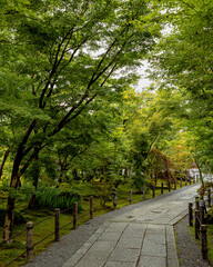 Fresh Green at early summer in Kyoto,Japan