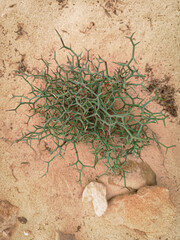 Growth in arid climate. Strange African plant growing in dry sand of a desert in Cape Verde. Life in a wasteland. Selective focus on the flower, blurred background.