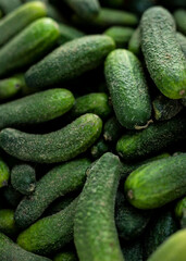 Beautiful picture of fresh cucumbers