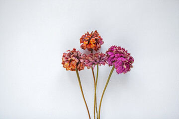 Dry Flowers styled stock