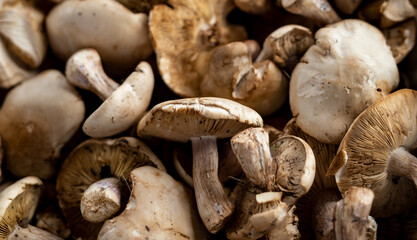 Beautiful picture of fresh mushroom