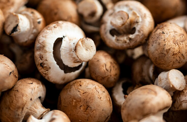 Beautiful picture of fresh mushroom