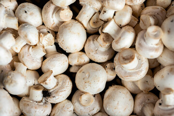 Beautiful picture of fresh mushroom